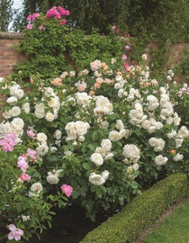 Alles über Rosen  / Pflanzenschutz bei Rosen