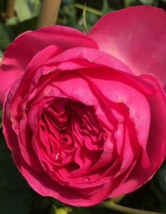 Baum- u. Rosenschule Khr Pink Eden Rose 