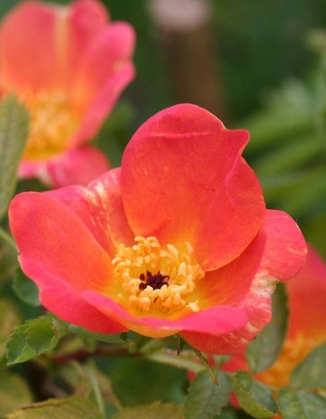 Baum- u. Rosenschule Khr Rosa foetida bicolor
