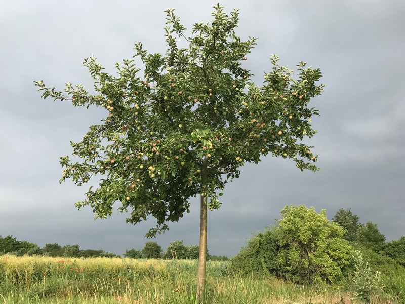 Obstbäume richtig pflanzen I Tipps und Tricks vom Profi