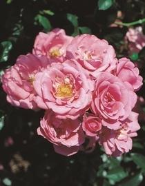 Baum- u. Rosenschule Kühr Bella Rosa ®